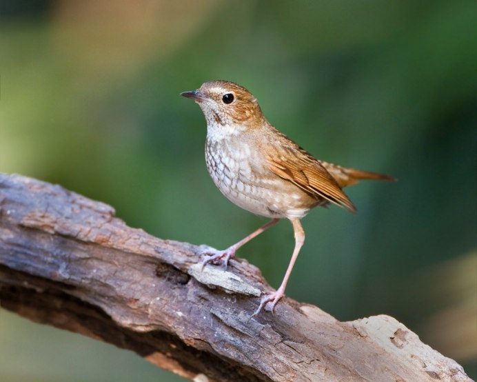 Luscinia Calliope