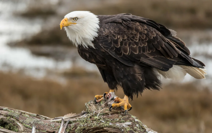 Орел Беркут Aquila