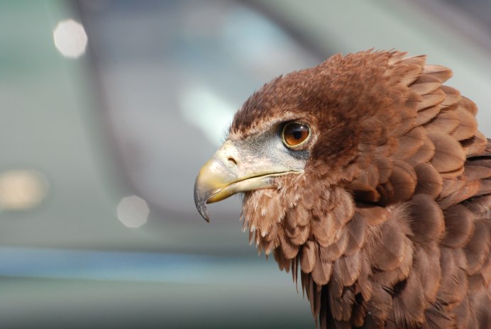 Stephanoaetus coronatus
