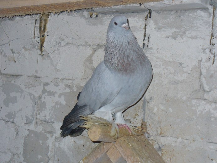 Узбекские голуби Уды