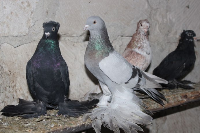 Бойные голуби косаны
