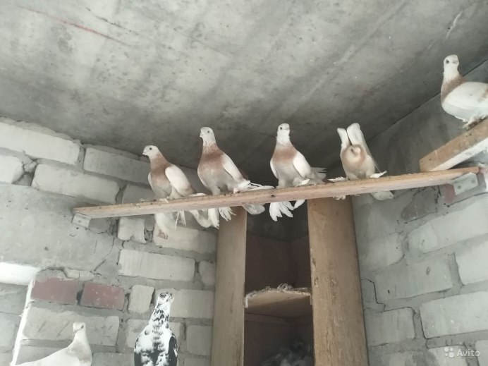 Туркменские голуби касаны