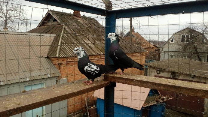 Туркменские Агараны