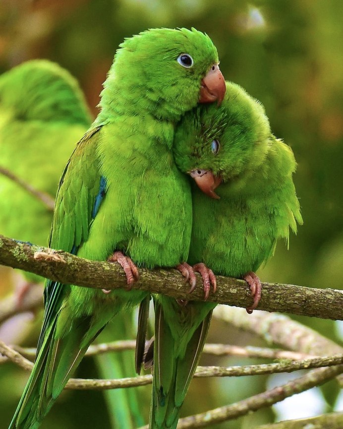 Амадины и кореллы