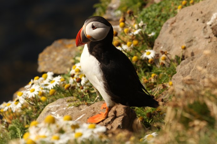 Atlantic Puffin птица
