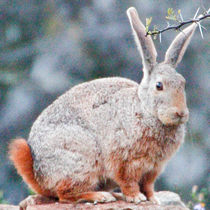 Американский Беляк