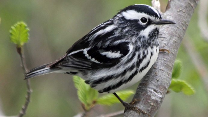 Малый Пегий Зимородок (Ceryle Rudis).