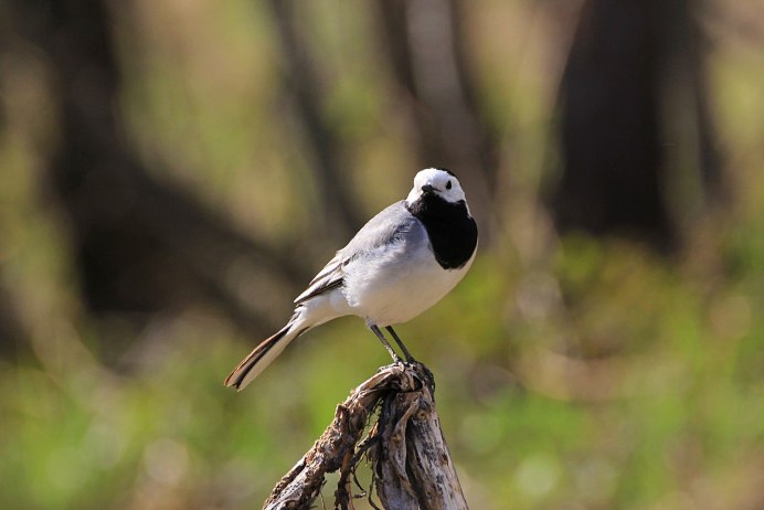 Птица черно белой окраски с длинной челкой