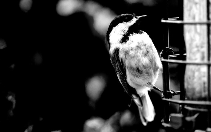 Трясогузка обыкновенная