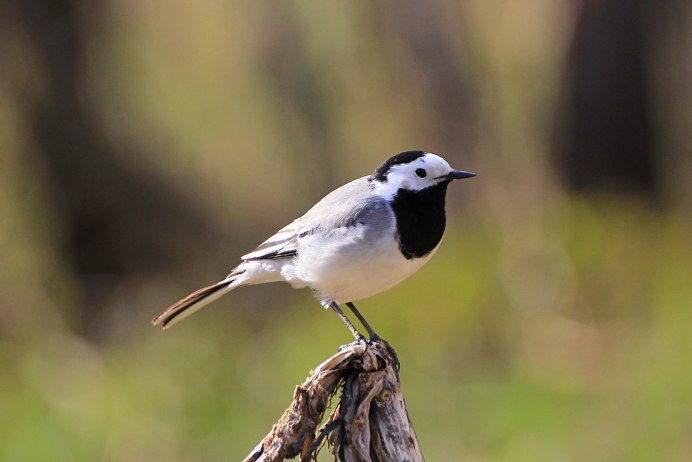 Motacilla Alba yarrellii