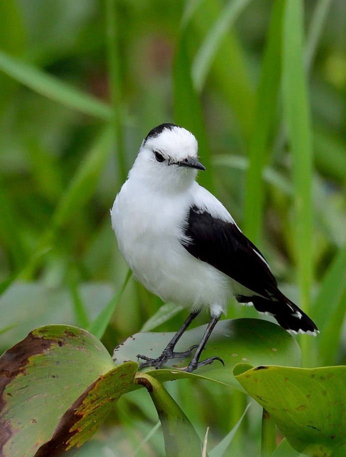 Каменка плешанка