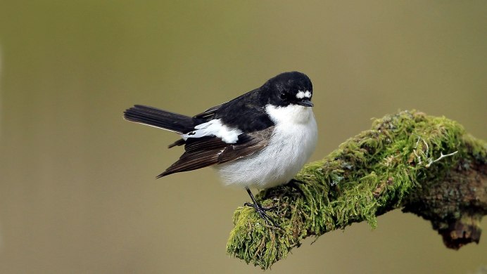 Мухоловка-белошейка (Ficedula albicollis)