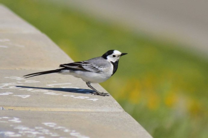 Маленькая птичка