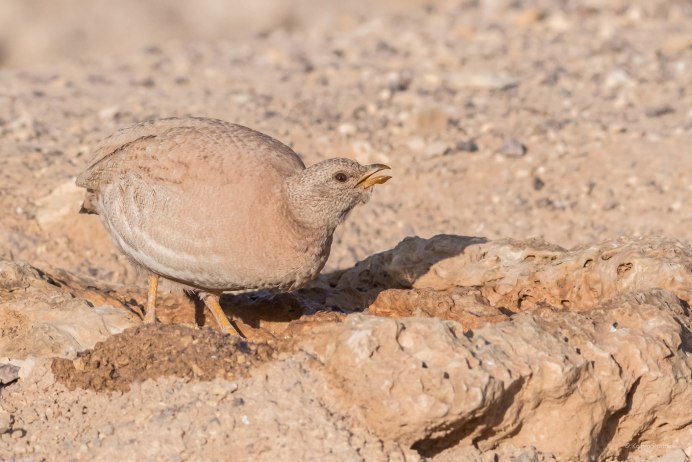 Пустынная куропатка Чиль.