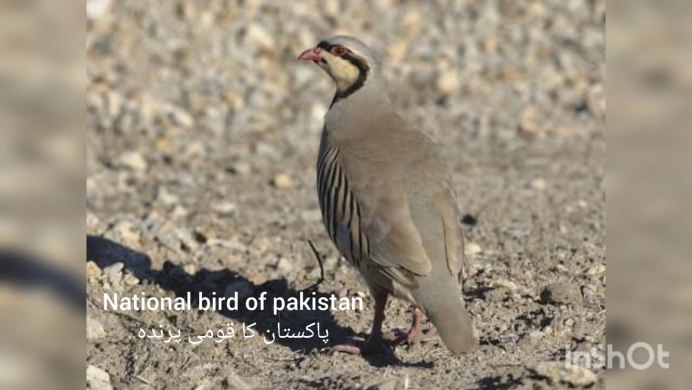 Горная дичь кеклик