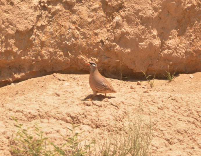 Пустынная куропатка Чиль.