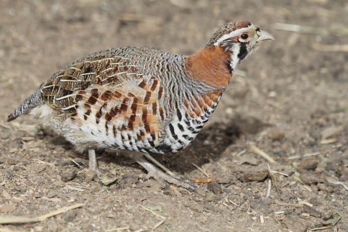 Красная куропатка