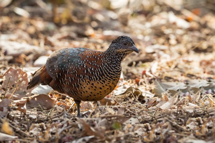 Пустынная куропатка