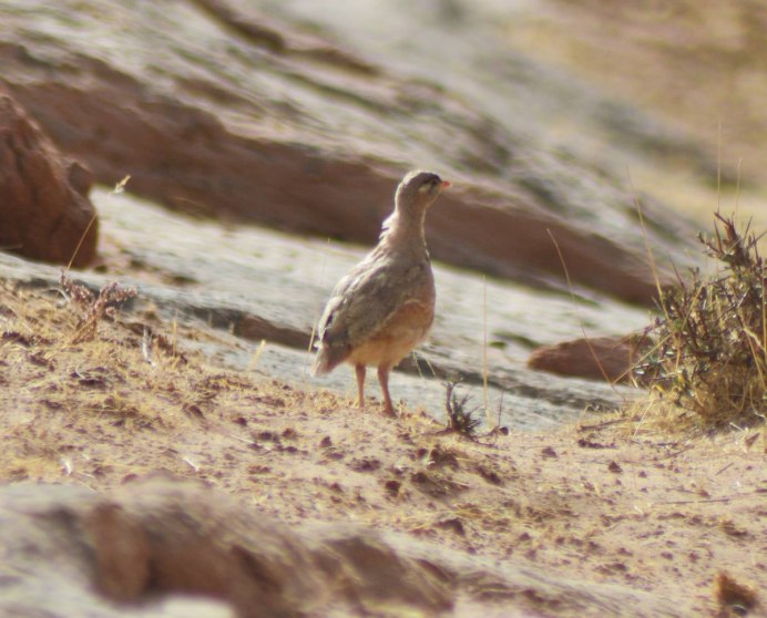 Тибетская куропатка