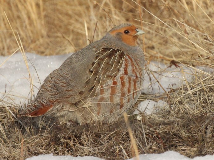 Кеклик каменная куропатка