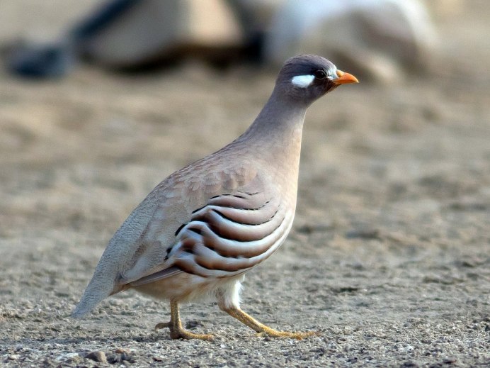 Масковая виргинская куропатка