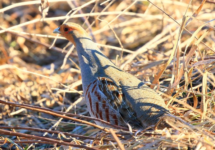 Виргинская американская куропатка