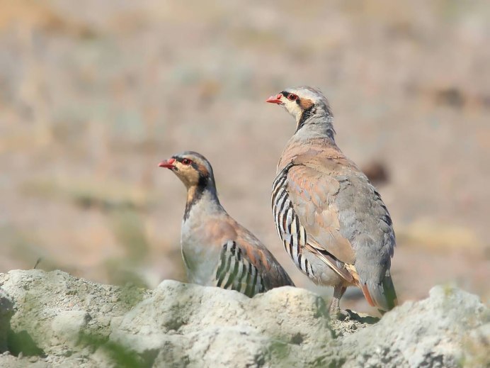 Африканская Скальная куропатка