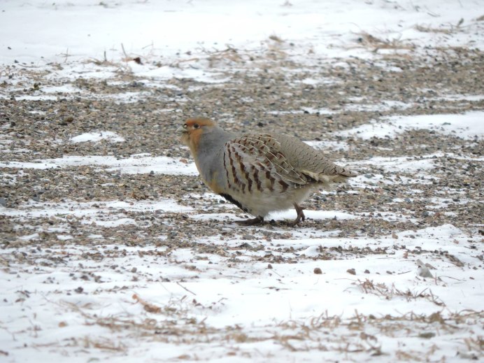 Виргинская куропатка