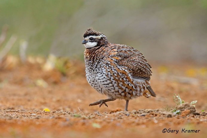 Виргинская куропатка