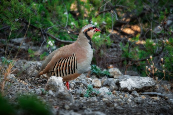 Кеклик (Alectoris Chukar)