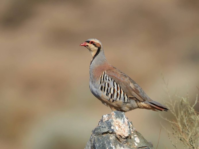 Виргинская куропатка