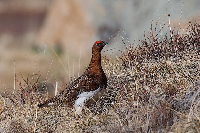Куропатка на прозрачном фоне