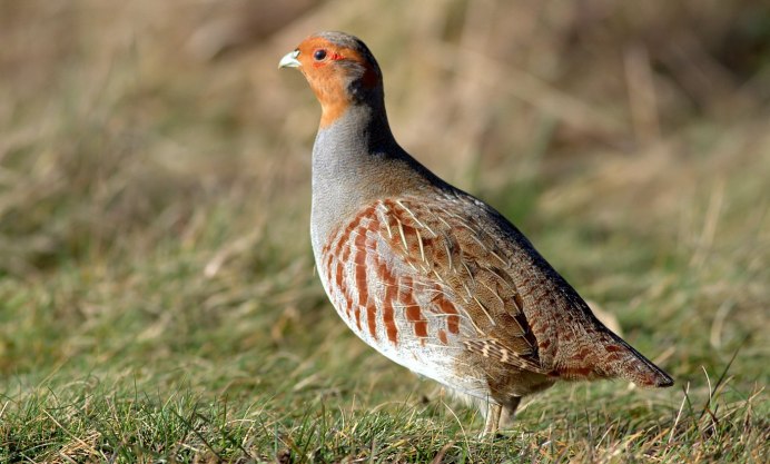 Тундровая куропатка Алтайский Сарыч