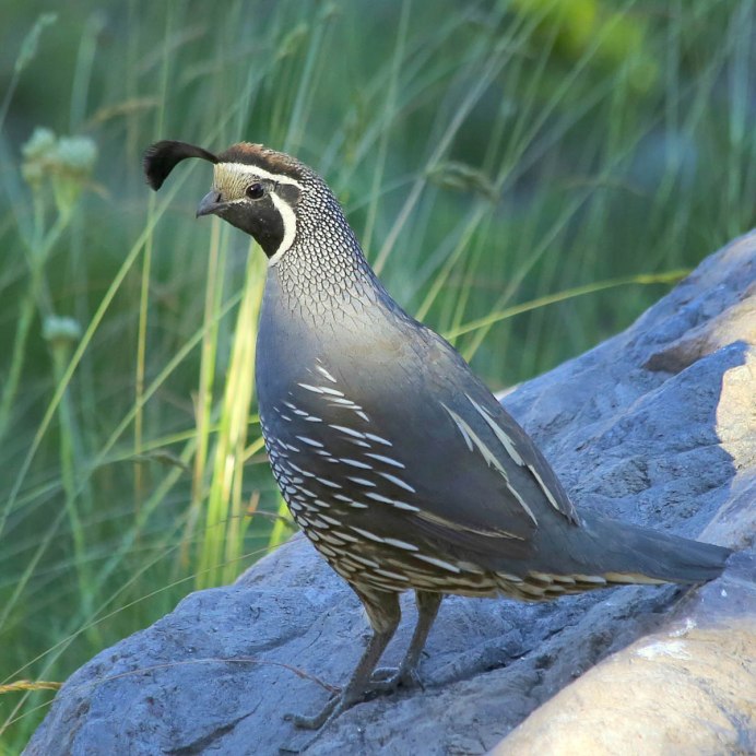 Красная куропатка