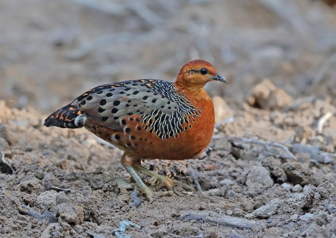 Виргинский перепел (куропатка)