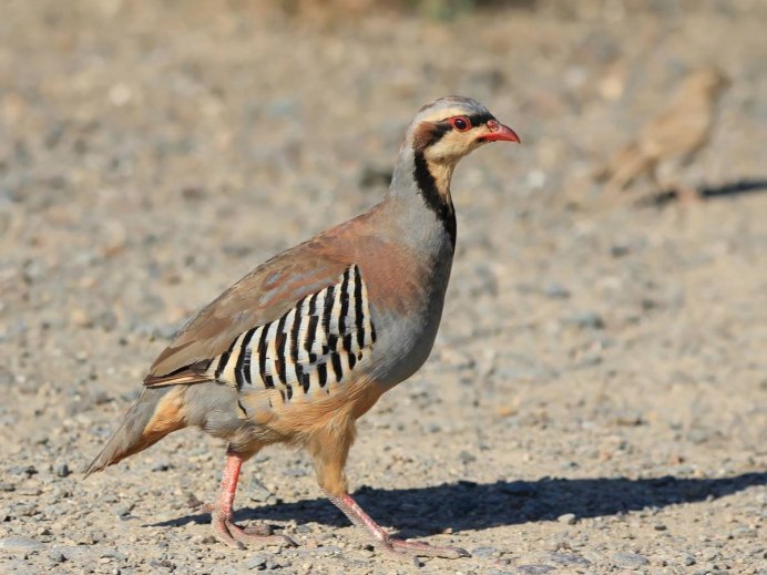 Красногорлая куропатка
