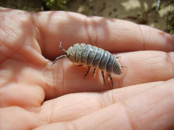 Мокрица Жук