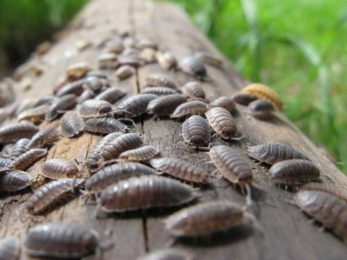 Мокрица насекомое сороконожка