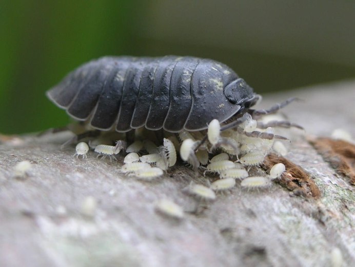 Многоножка обыкновенная насекомое