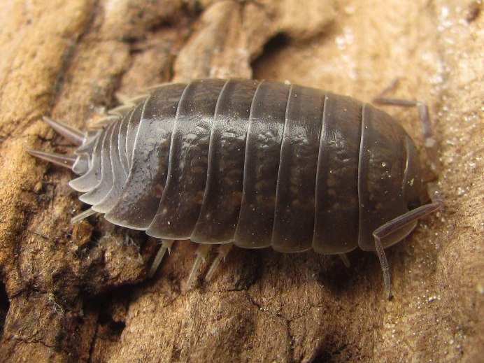 Мокрица Porcellio laevis