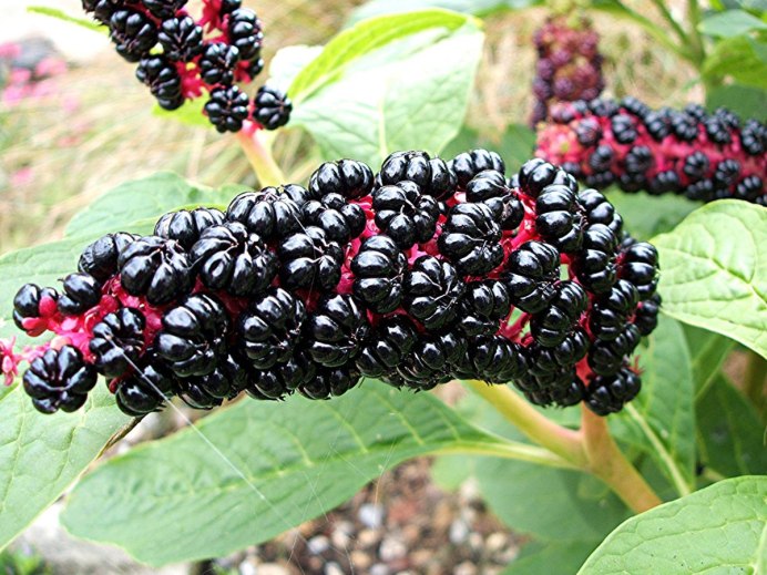 Мокрица Жук личинки