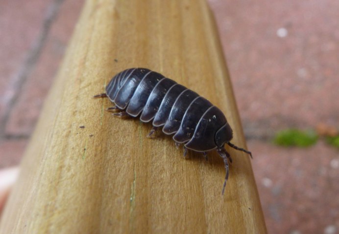 Мокрица Жук