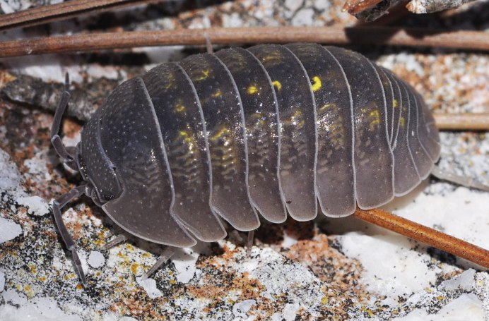 Мокрица Жук