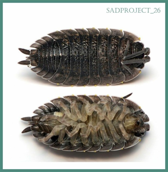 Мокрица Жук личинки