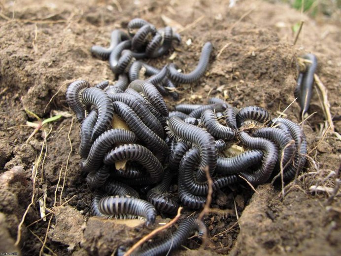 Чёрный кисяк огородный