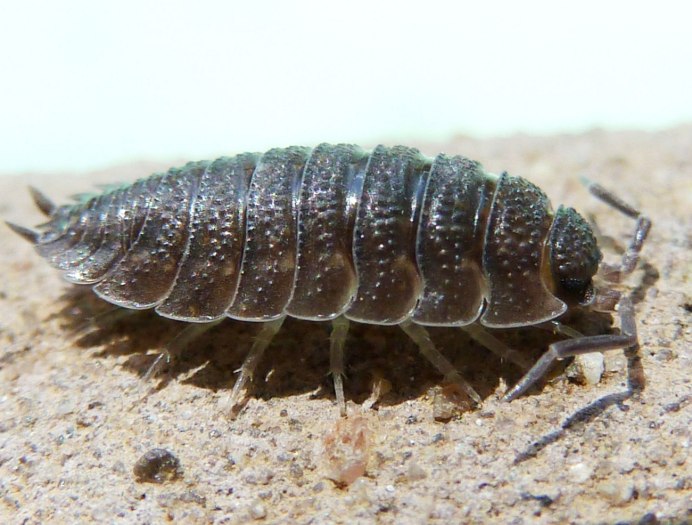 Мокрица Жук личинки