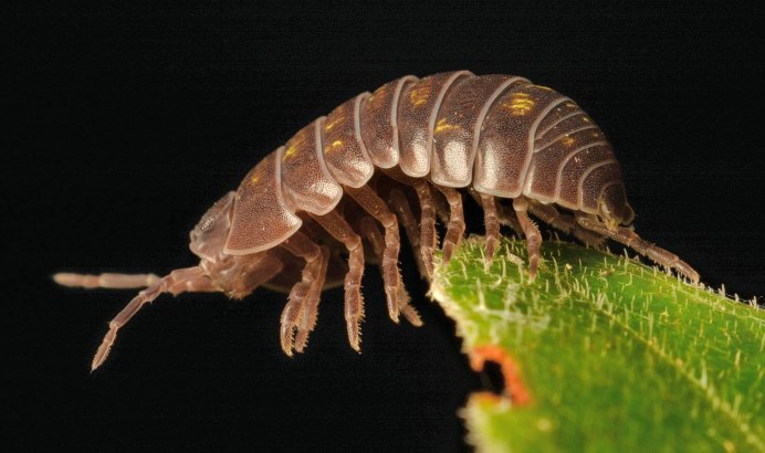 Мокрица сколопендра