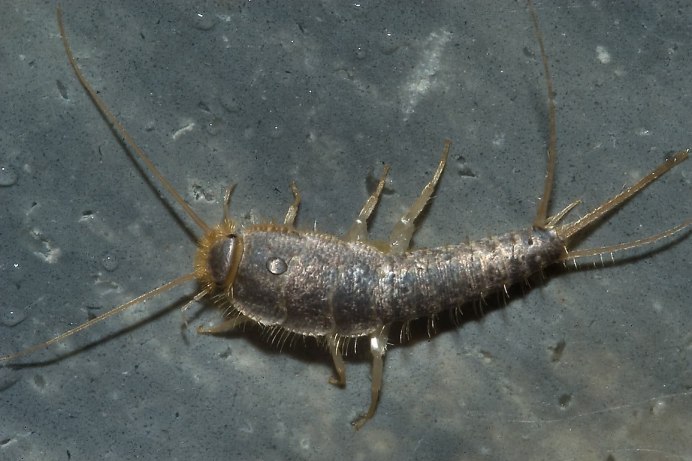 Мокрица-броненосец обыкновенная