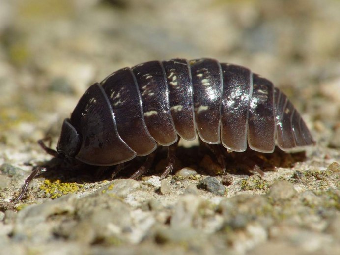 Мокрицы Armadillidium vulgare