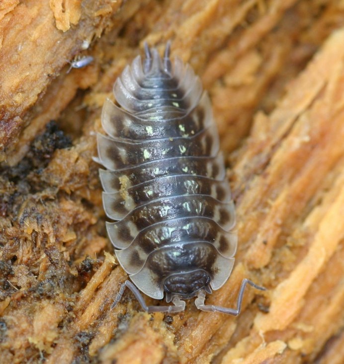 Мокрица-броненосец обыкновенная